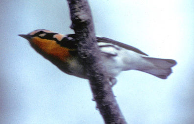 blackburnian warbler flying