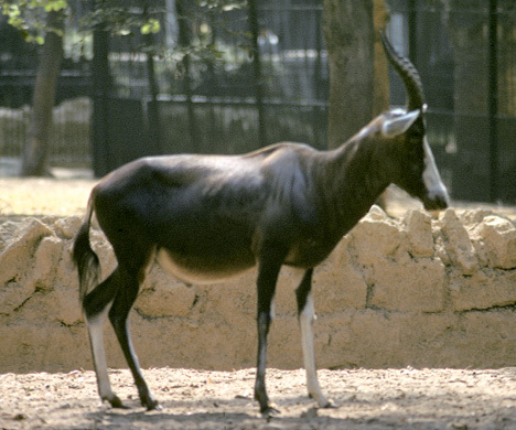 Damaliscus