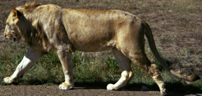 Panthera leo