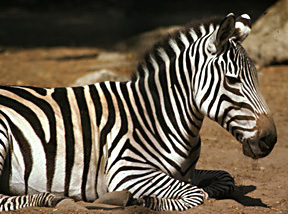 CalZebra_12