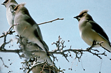 Bombycilla cedrorum