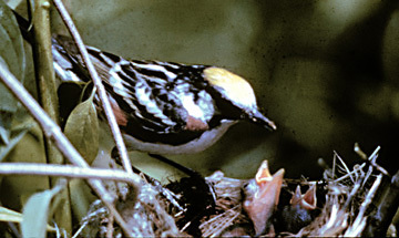 Chestnut_sidedWarbler