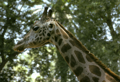 GiraffeCairoZoo_35a