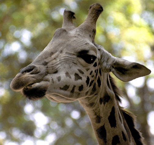 Giraffidae