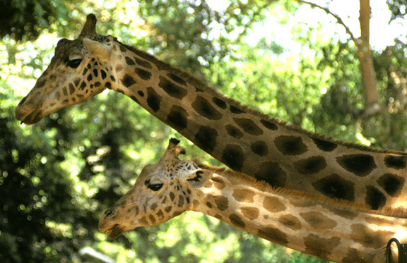 Giraffa camelopardalis