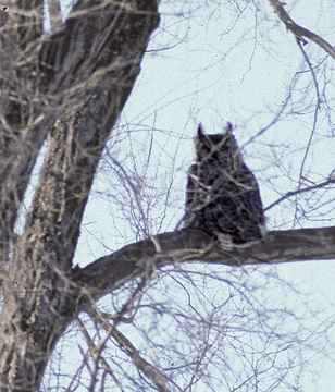 Bubo virginianus