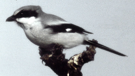 LoggerheadShrike2_a