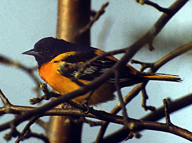 Icterus