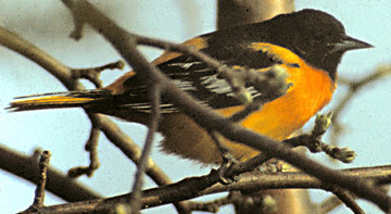 Icterus galbula