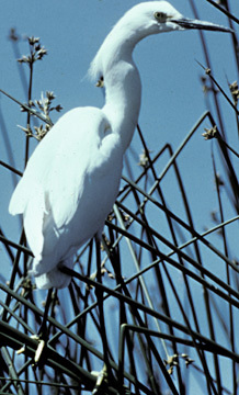 Egretta thula