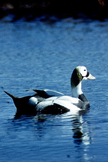 Anseriformes