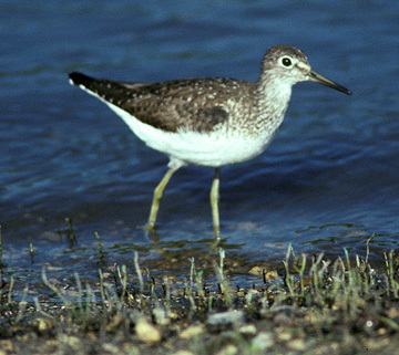 Charadriiformes