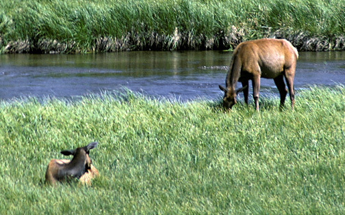 Cervus elaphus