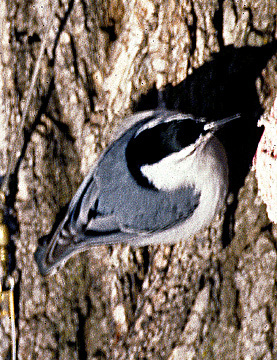 White_breastedNuthatch_a