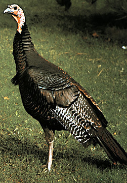 Meleagris gallopavo