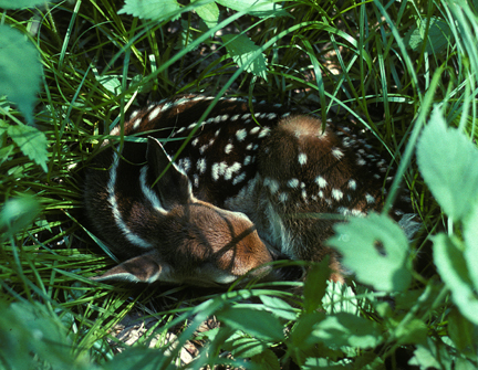 Odocoileus virginianus