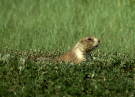 prairiedogRooseveltPkND_5a