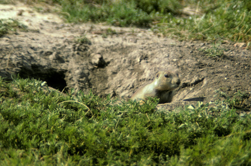 prairiedogRooseveltPkND_Nunit_4