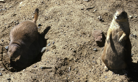 prairiedogsMNZoo_9