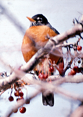 American Robin  Outdoor Alabama