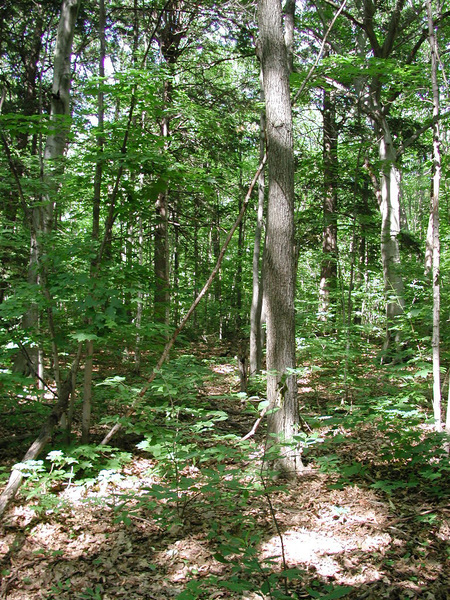 deepforest2