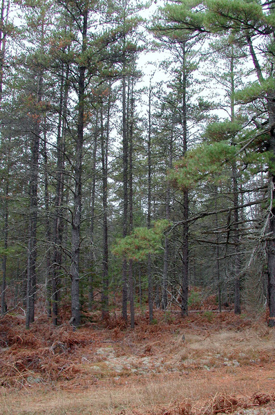 jackpines