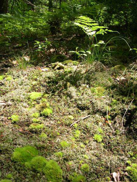 moss1