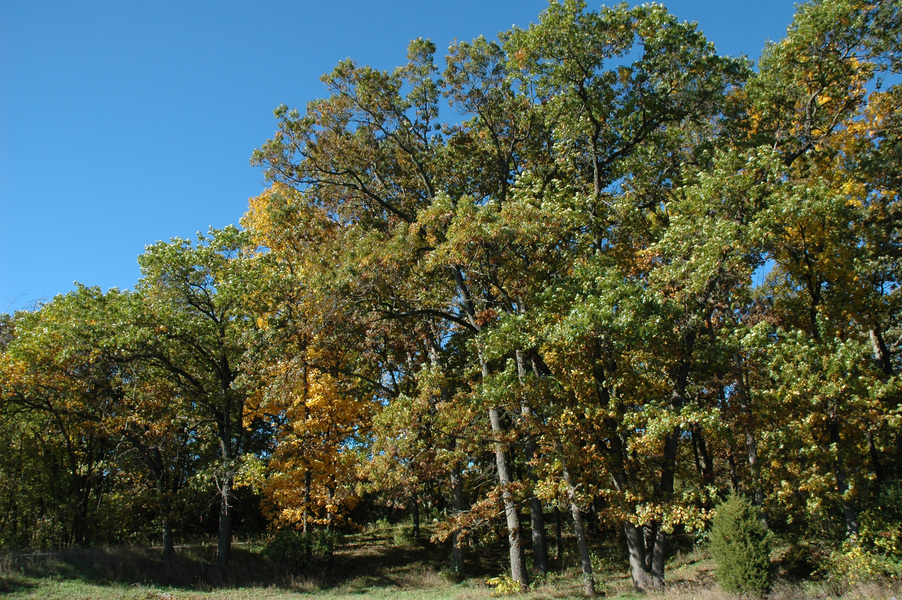 upland_hardwood