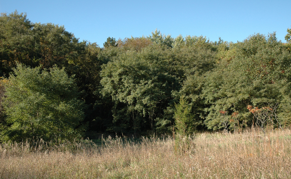 upland_hardwood2