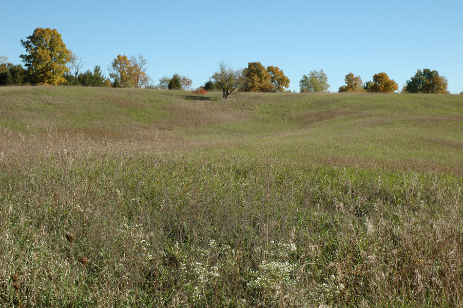 grassland3