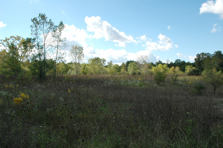 oldfieldsavanna
