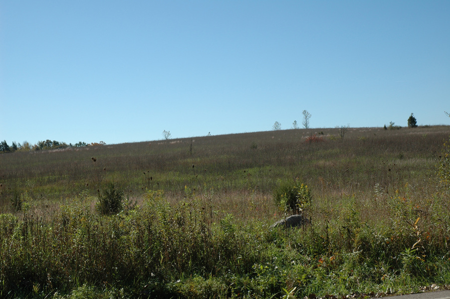 open_grassland