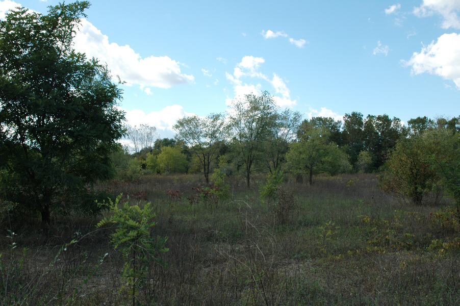 savanna1