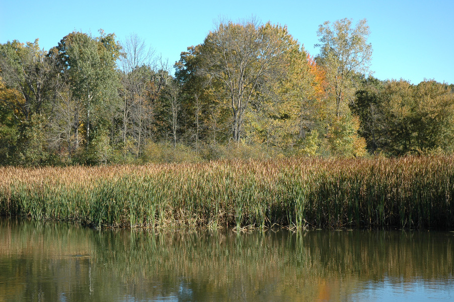 emergentwetland