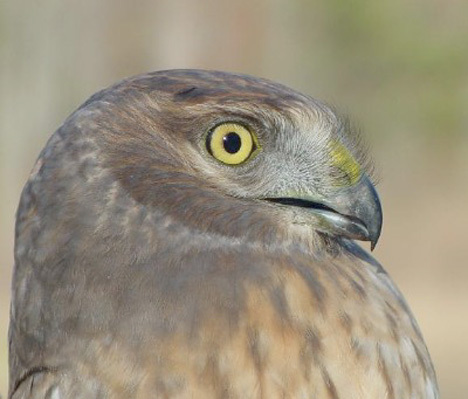 Falconiformes