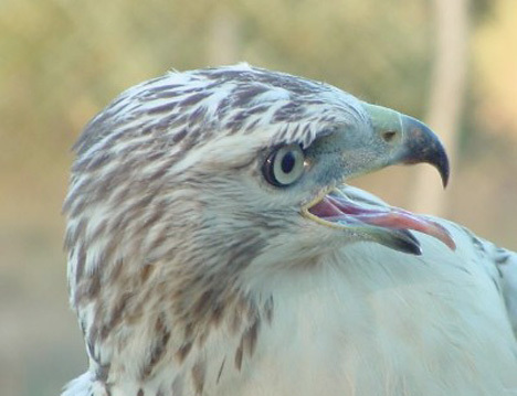 Buteo jamaicensis