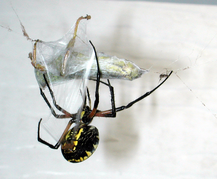 Argiope