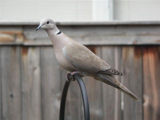 Columbidae