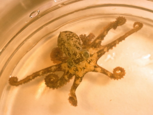 Southern Blue-Ringed Octopus: Australia's Toxic Marvel