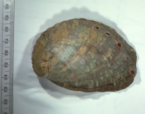 Mollusca