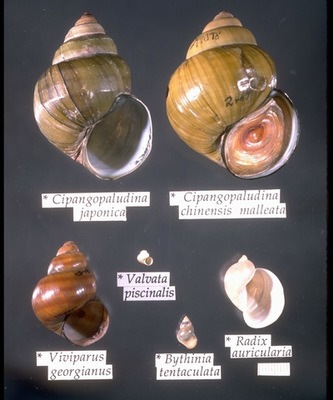 Mollusca