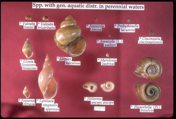 Freshwater aquarium hot sale snail identification