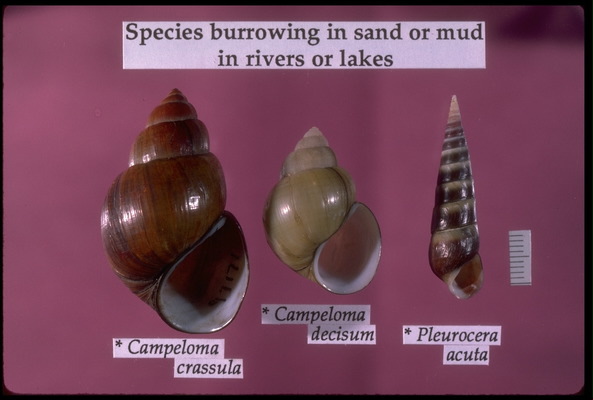 Pleuroceridae
