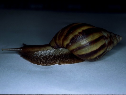 Polynesian snails release is biggest ever of 'extinct in the wild' species, Conservation