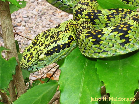 Eyelash Viper (Bothriechis schlegelii)