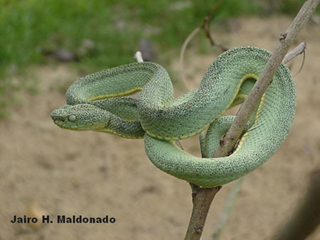 Pit Viper - Facts and Beyond