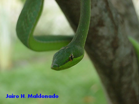 ADW: Opheodrys vernalis: INFORMATION