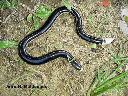 Cobra-cega (Typhlops reticulatus).