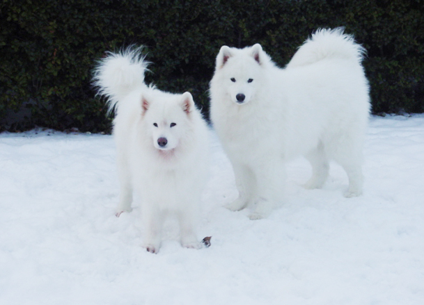 samoyeds