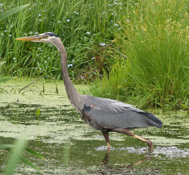 Ardea herodias